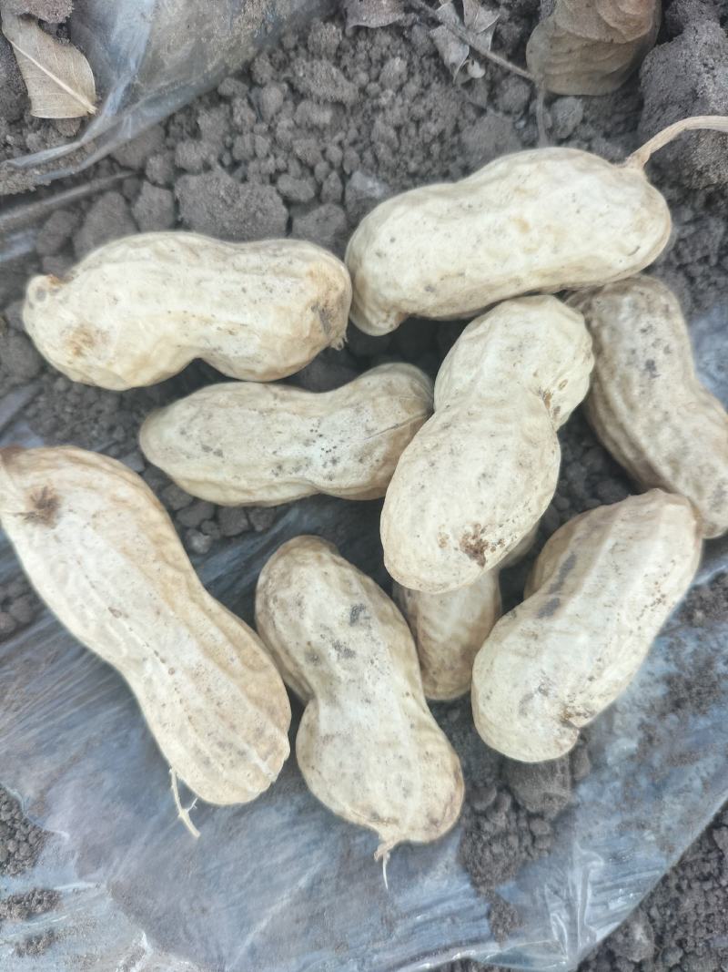 白沙花生9616东北白沙品种，品种有9616，308