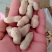 【干货】炒花生原味熟花生大量有货厂家发货原味花生