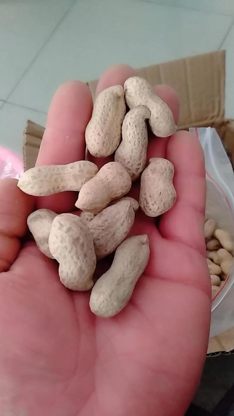 【干货】炒花生原味熟花生大量有货厂家发货原味花生