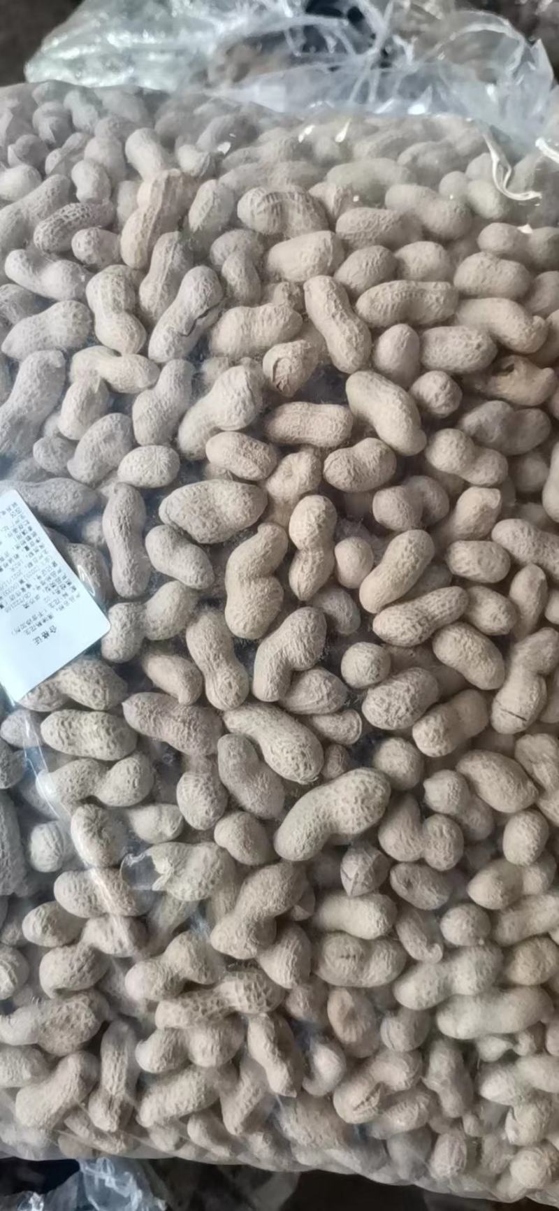 【干货】炒花生原味熟花生大量有货厂家发货原味花生
