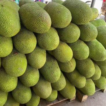 海南现摘现发黄肉干包菠萝蜜新鲜水果批发
