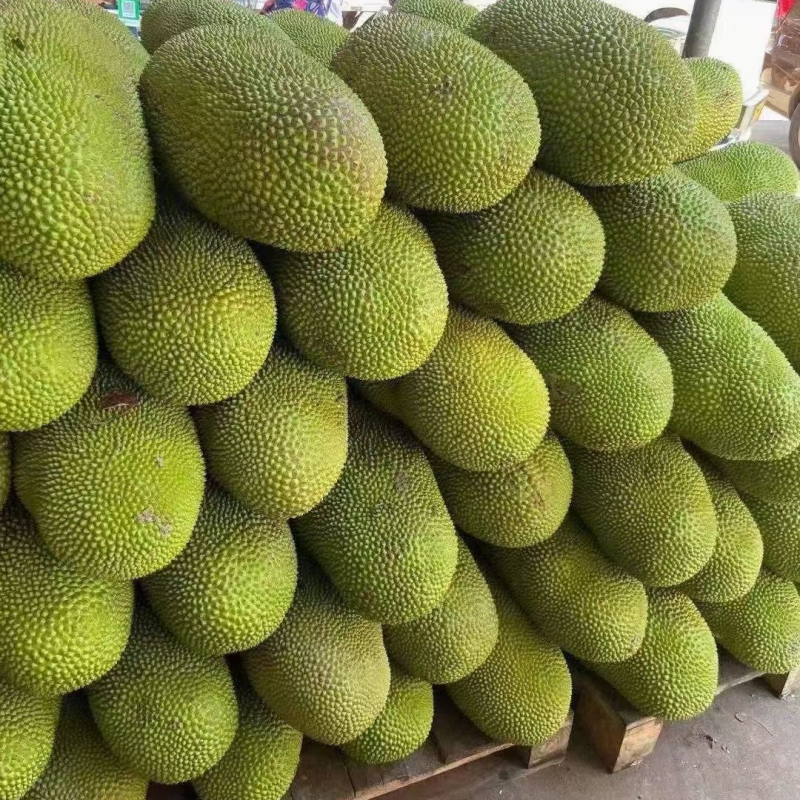 海南现摘现发黄肉干包菠萝蜜新鲜水果批发