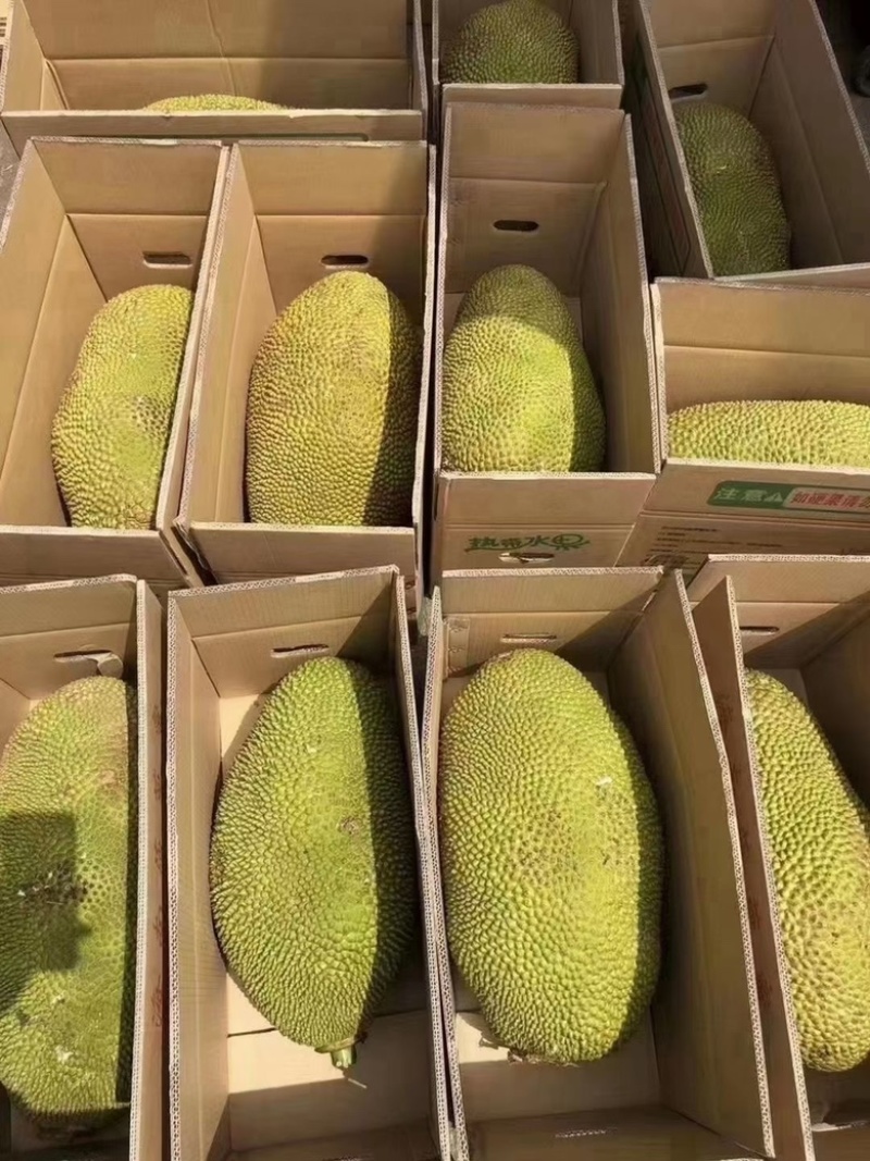 海南现摘现发黄肉干包菠萝蜜新鲜水果批发