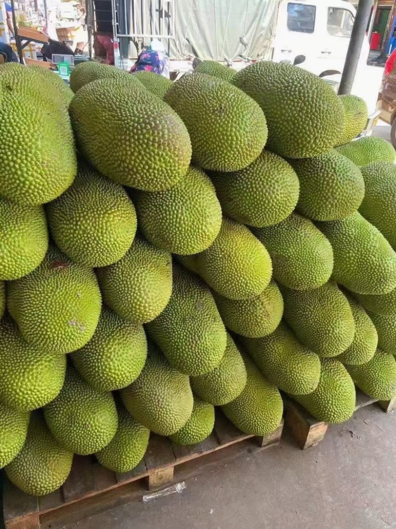 海南现摘现发黄肉干包菠萝蜜新鲜水果批发