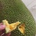 海南现摘现发黄肉干包菠萝蜜新鲜水果批发