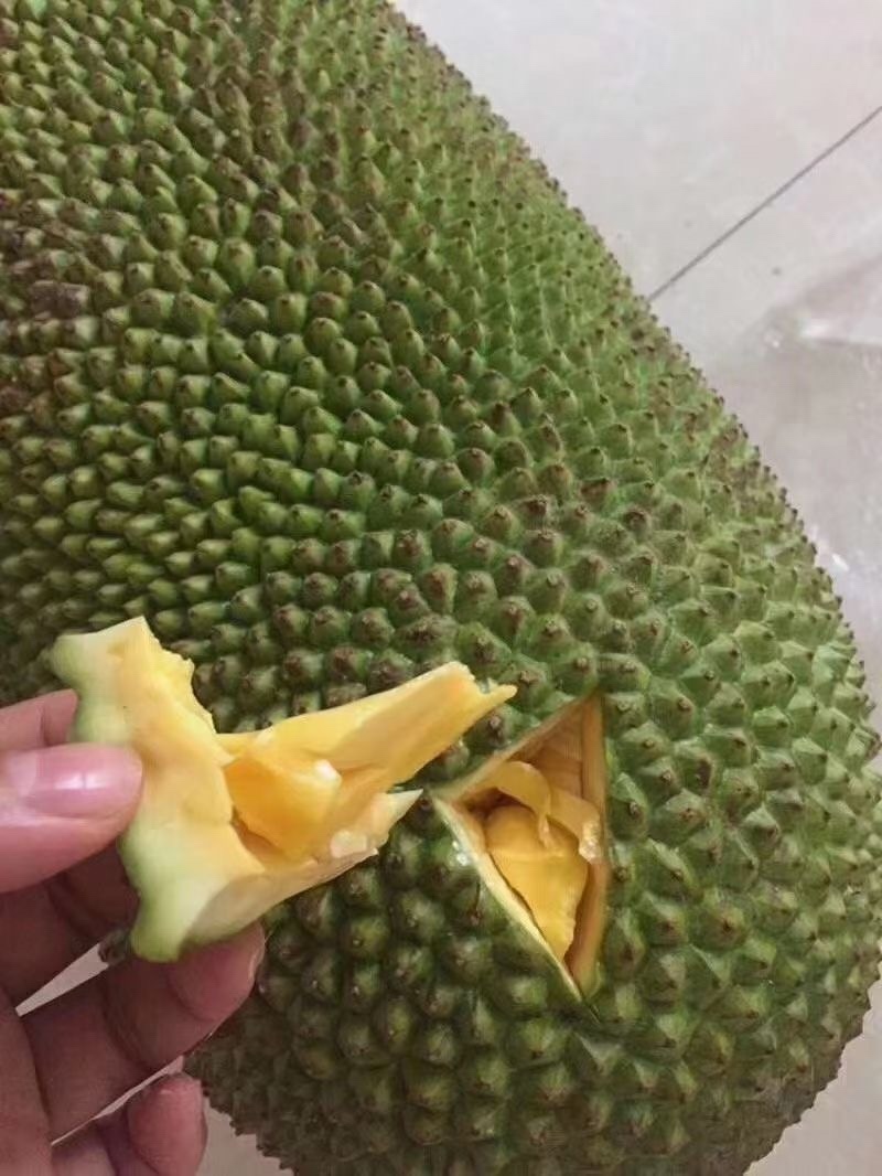 海南现摘现发黄肉干包菠萝蜜新鲜水果批发
