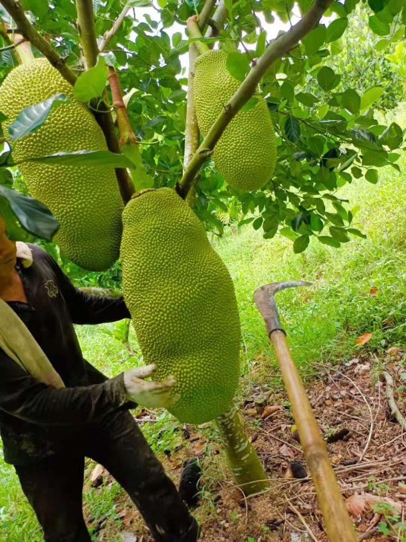 海南现摘现发黄肉干包菠萝蜜新鲜水果批发