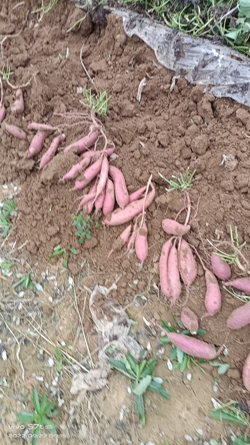 红暑