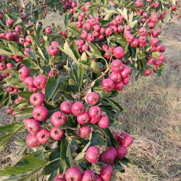 甜红子山楂炒货店商超电商批发品质保证价格便宜