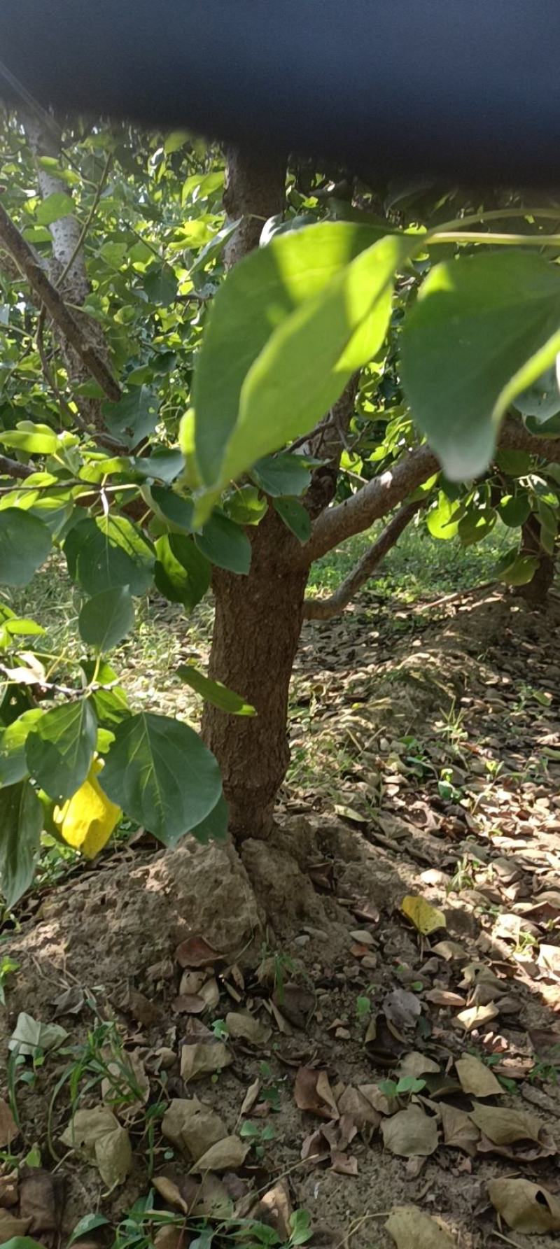 杏树大量有货，谁收，杏树大量有货，各种尺寸的杏树大量有货