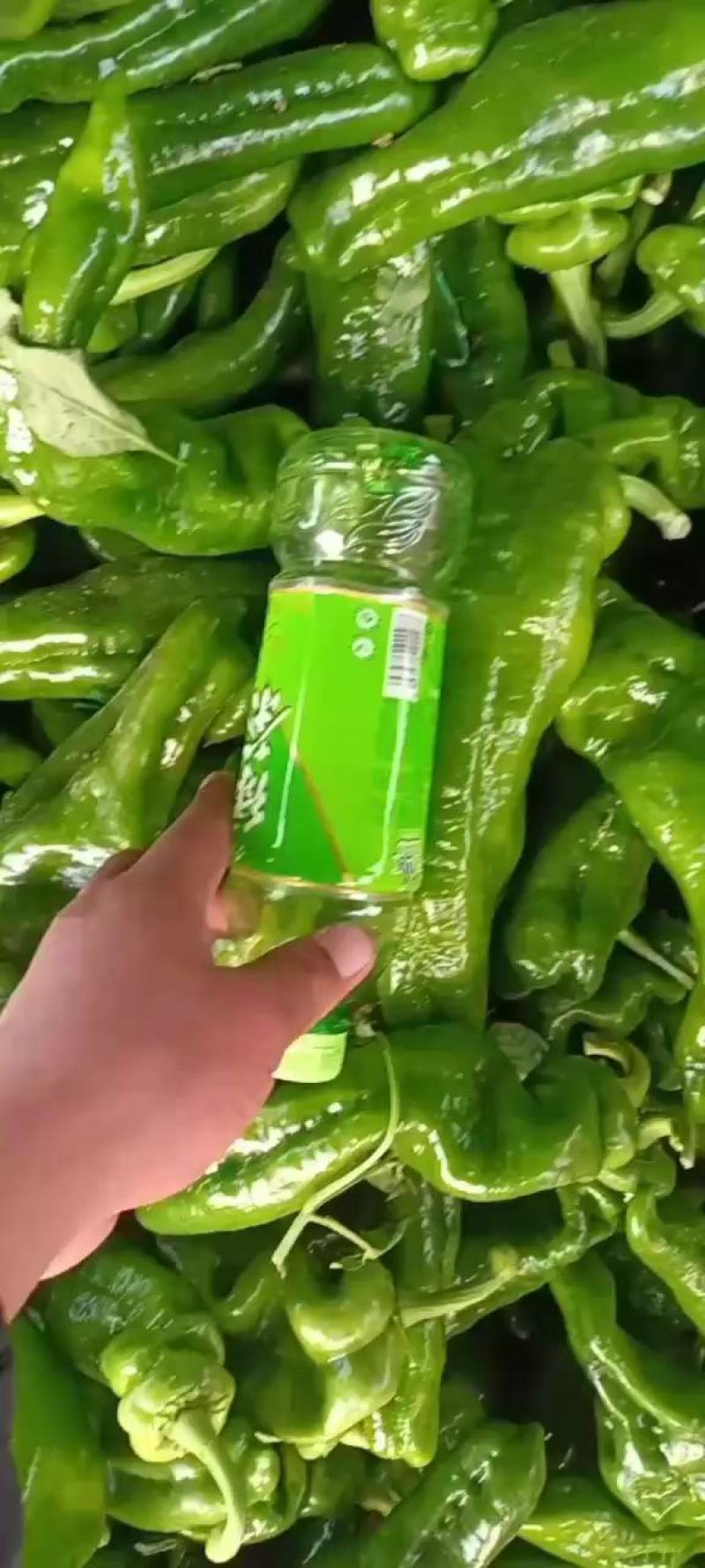 万亩大棚优良品种辣椒大量上市301薄皮泡椒.质量保证