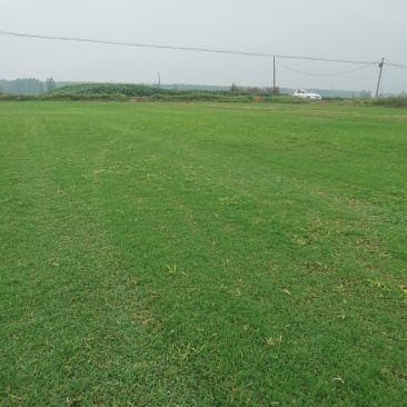草坪基地精品百慕大果岭草四季青草坪马尼拉青皮