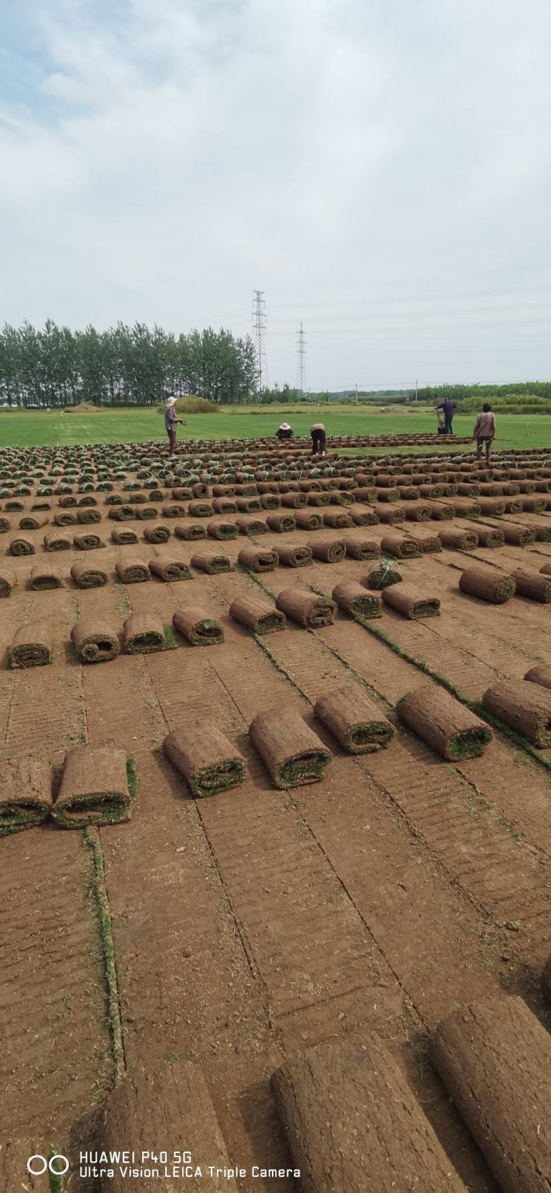 草坪基地精品百慕大果岭草四季青草坪马尼拉青皮