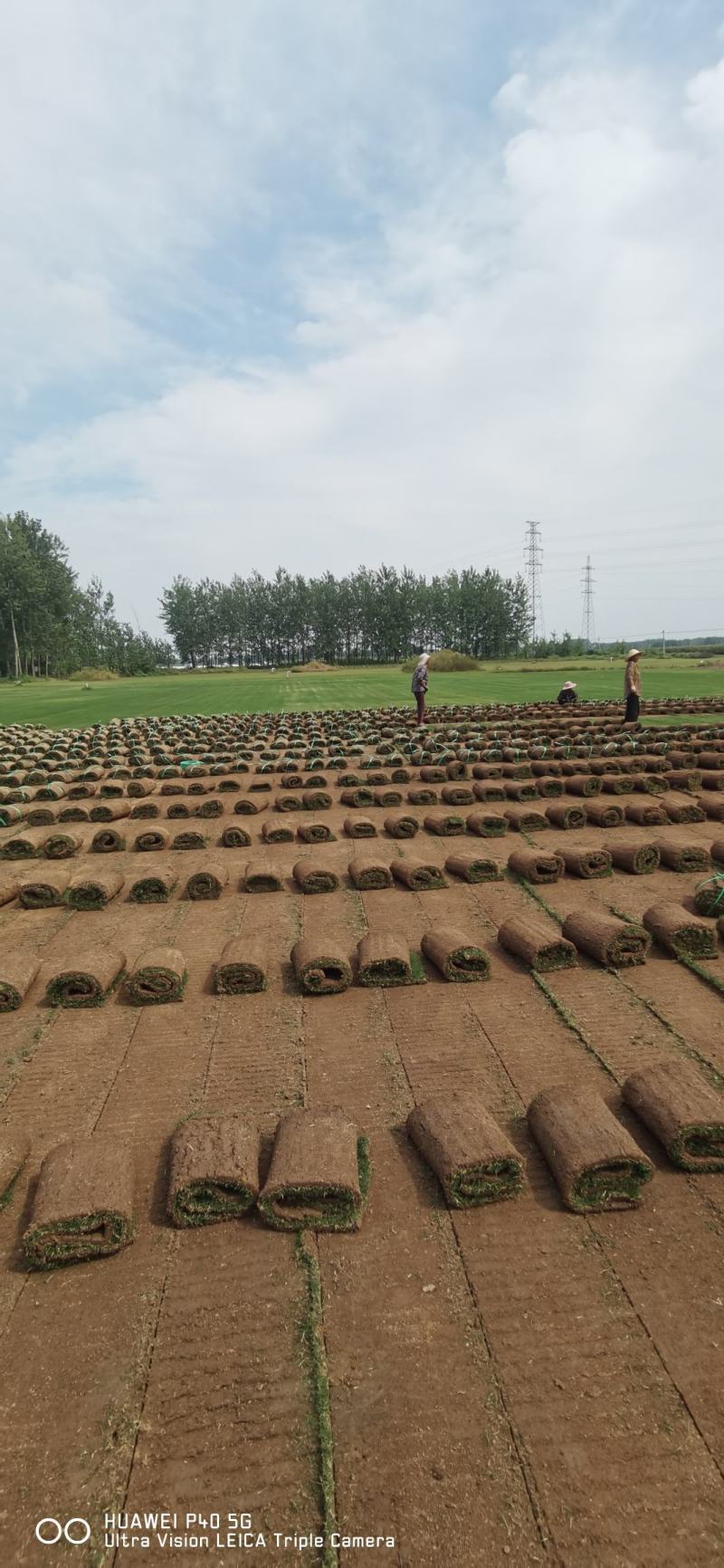 草坪基地精品百慕大果岭草四季青草坪马尼拉青皮