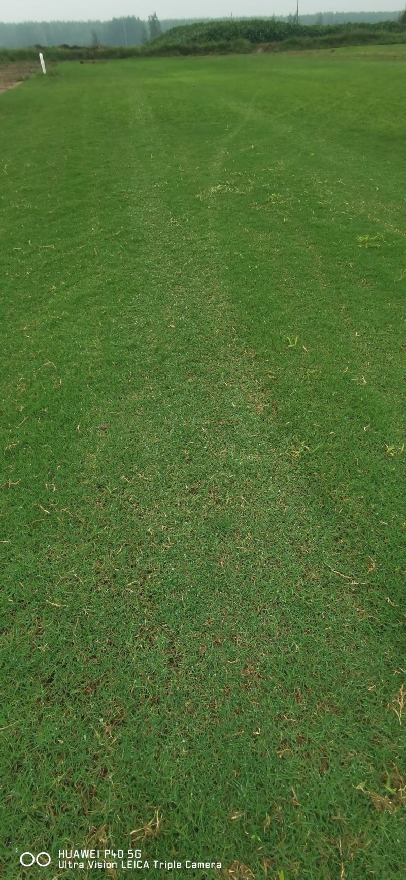 草坪基地精品百慕大果岭草四季青草坪马尼拉青皮