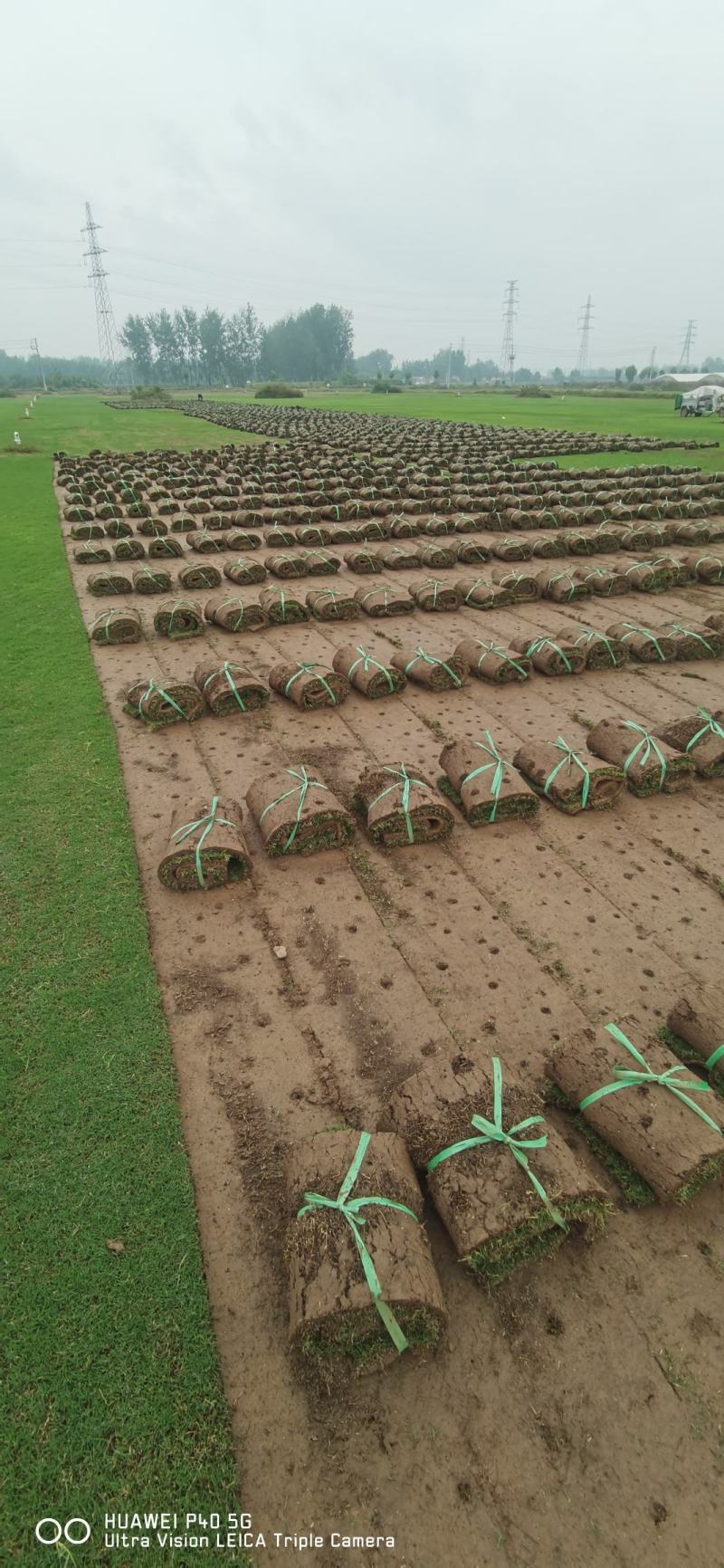 草坪基地精品百慕大果岭草四季青草坪马尼拉青皮