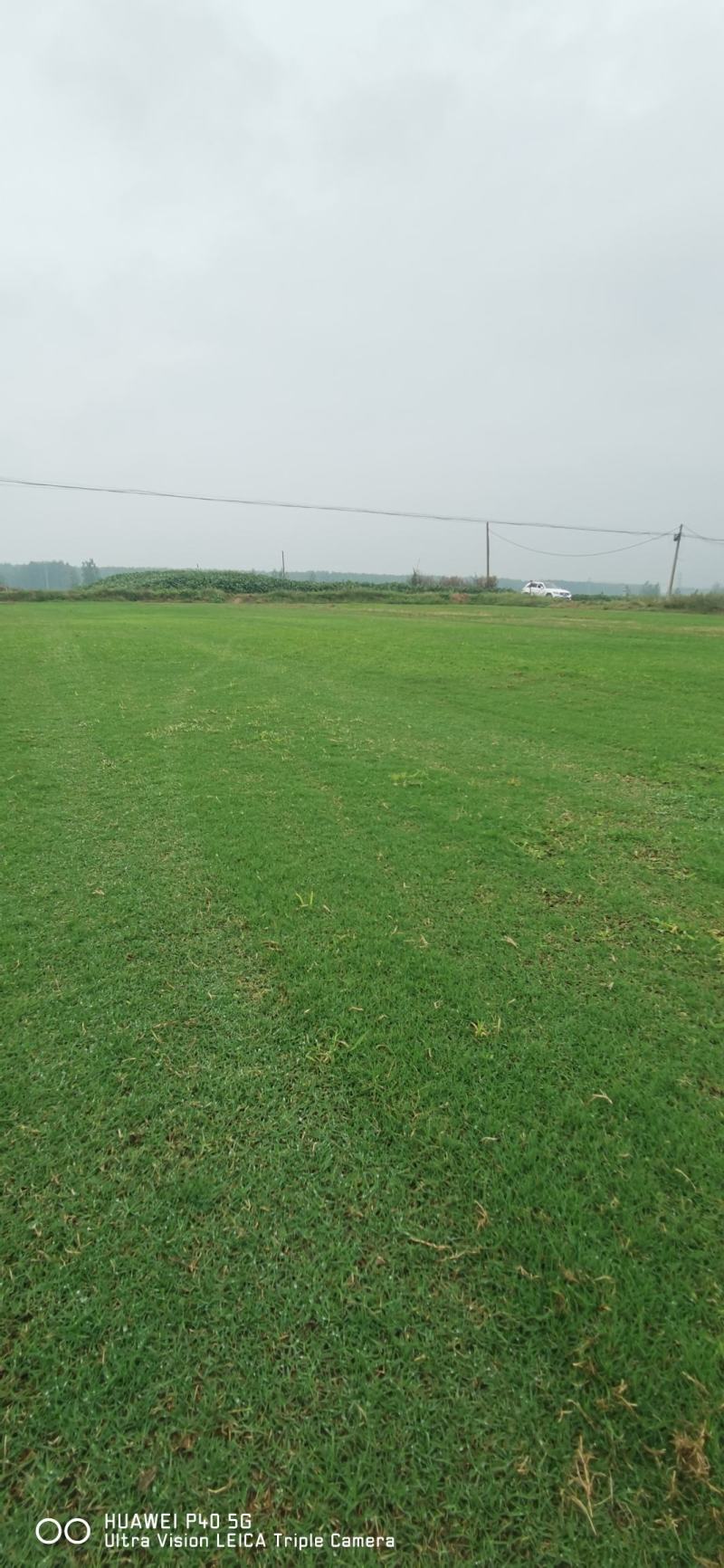 草坪基地精品百慕大果岭草四季青草坪马尼拉青皮