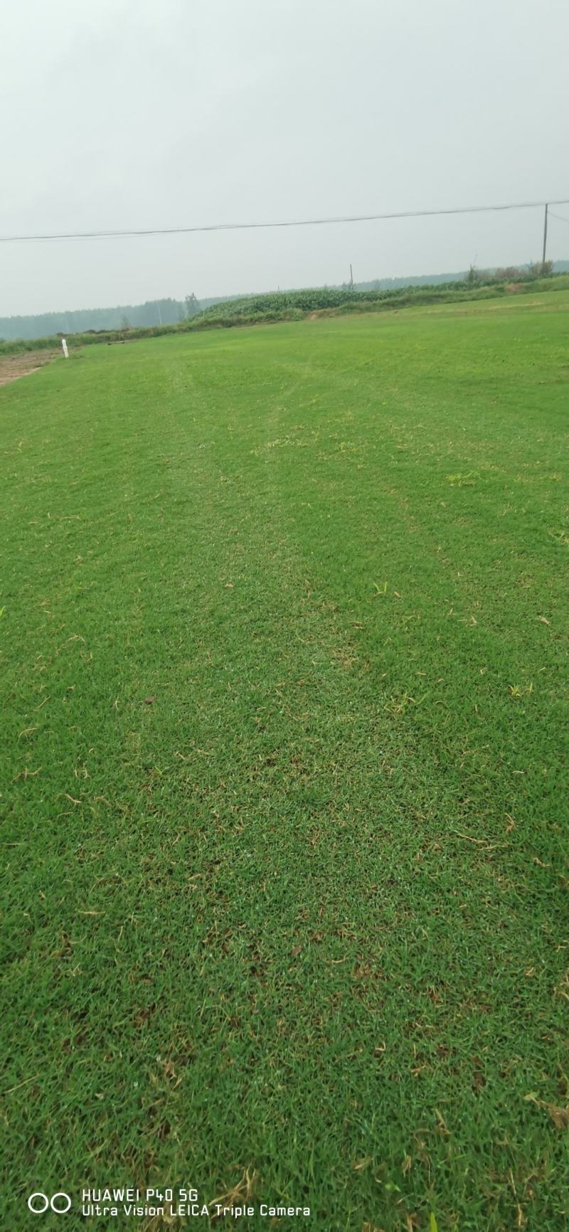 草坪基地精品百慕大果岭草四季青草坪马尼拉青皮