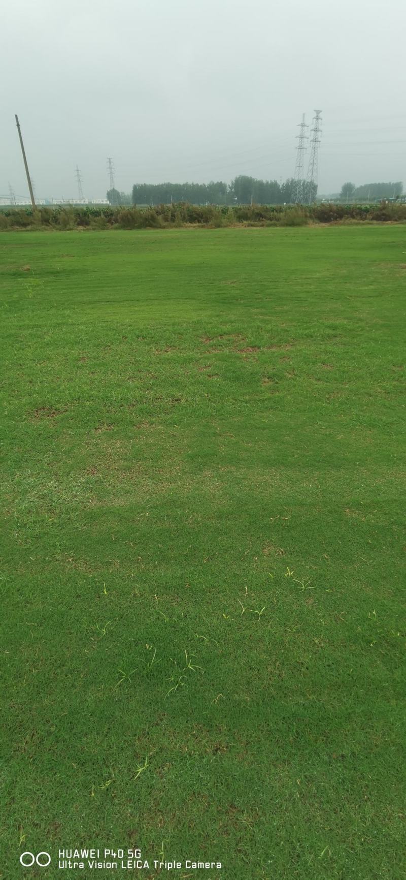 草坪基地精品百慕大果岭草四季青草坪马尼拉青皮
