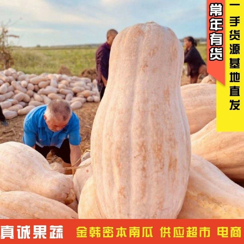 金韩蜜本南瓜老南瓜商超电商南瓜养殖工厂全黄南瓜