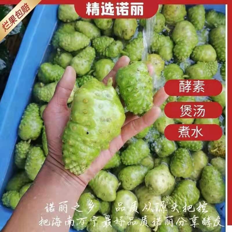 海南诺丽果干果鲜果发酵素批发直发