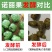 海南诺丽果干果鲜果发酵素批发直发