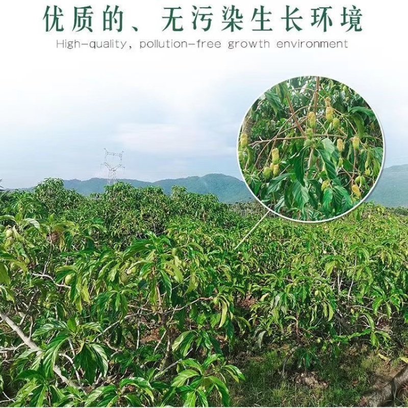 海南诺丽果干果鲜果发酵素批发直发