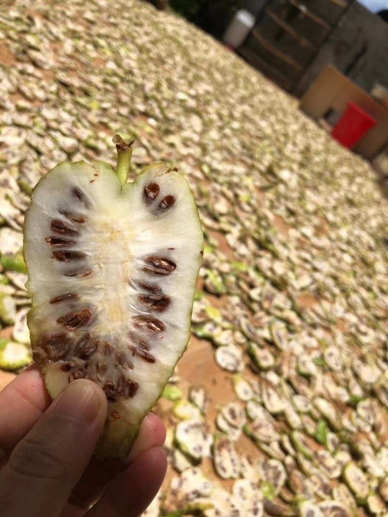 海南诺丽果干果鲜果发酵素批发直发