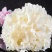 新鲜绣球菌2斤绣球菇食用菌菇凉拌煲汤火锅