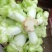 唐昌本地早儿菜