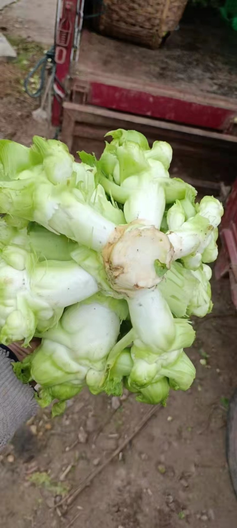 唐昌本地早儿菜