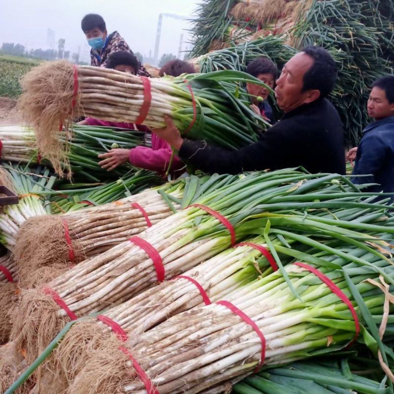 急售！河北大葱，粗葱，中粗，五指，可对接电商市场团购超市