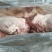 猪头肥猪812无耳猪肉冷冻猪副产品现货手续齐全