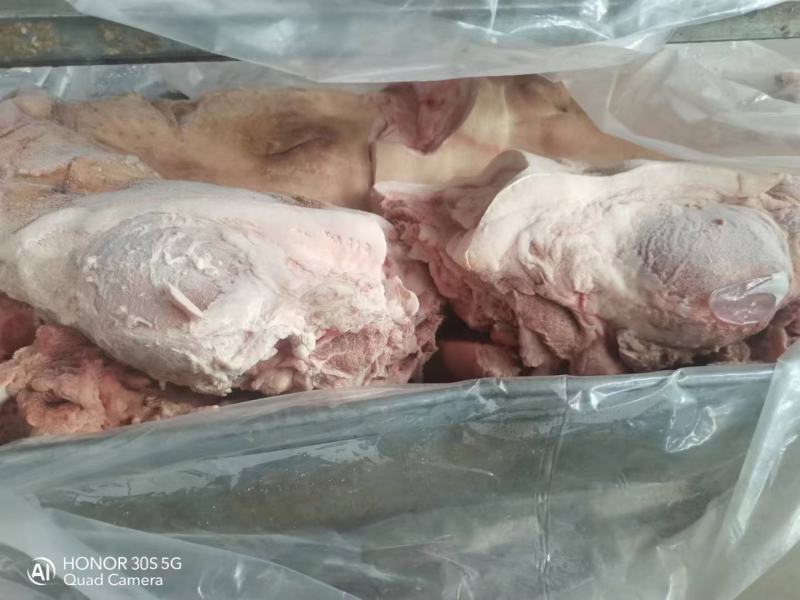 猪头肥猪812无耳猪肉冷冻猪副产品现货手续齐全