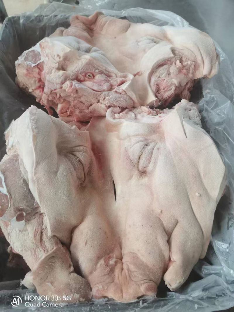 猪头肥猪812无耳猪肉冷冻猪副产品现货手续齐全