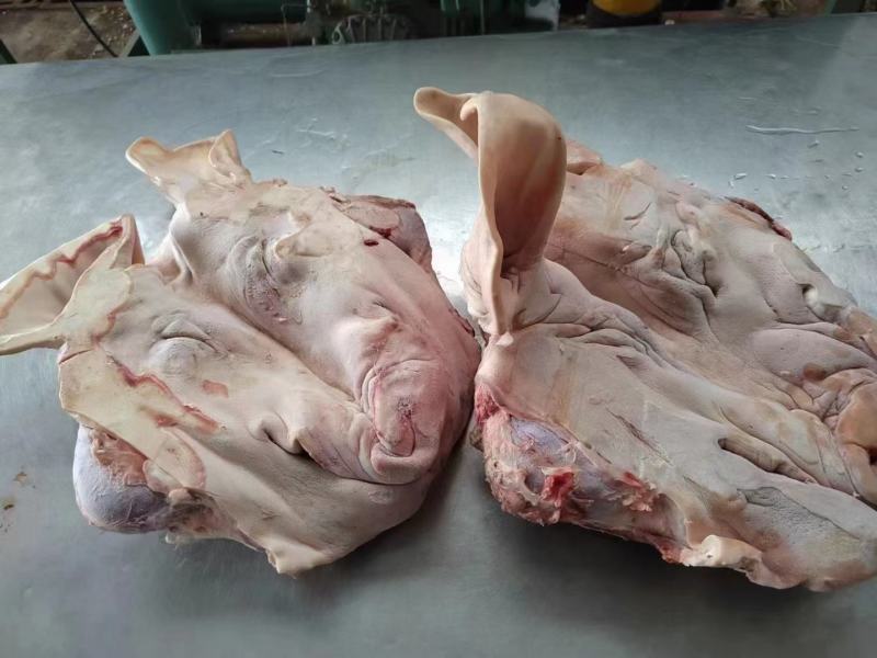 猪头肥猪812无耳猪肉冷冻猪副产品现货手续齐全