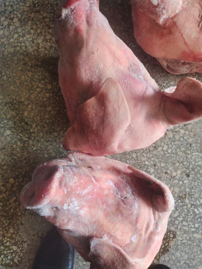 猪头肥猪812无耳猪肉冷冻猪副产品现货手续齐全