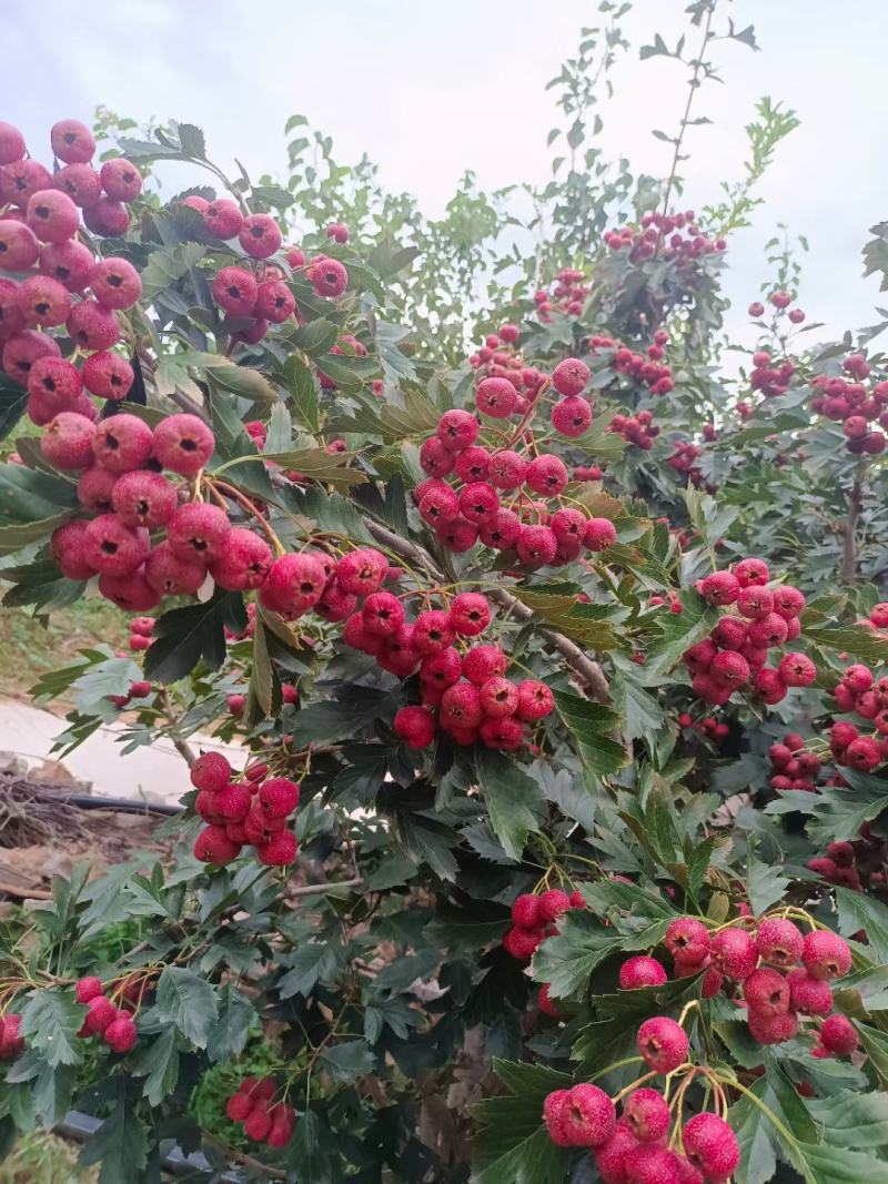 山东甜红子山楂大量供应，对接电商各大超市。电商。