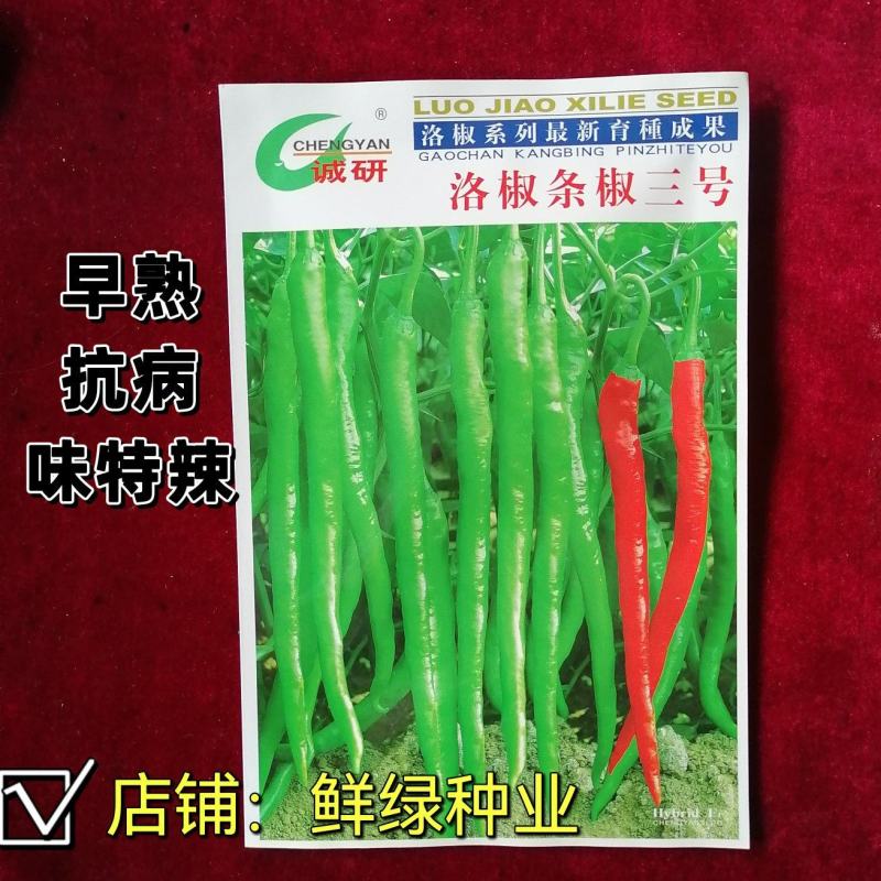 洛椒条椒三号（100粒）早熟果型较光滑顺直浅绿，鲜食味辣