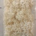 新鲜绣球菌2斤绣球菇食用菌菇凉拌煲汤火锅