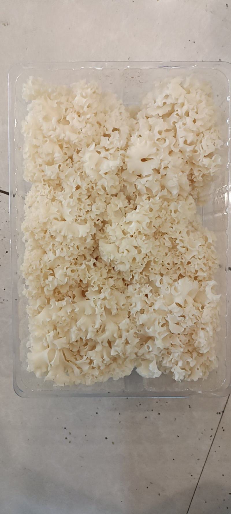 新鲜绣球菌2斤绣球菇食用菌菇凉拌煲汤火锅