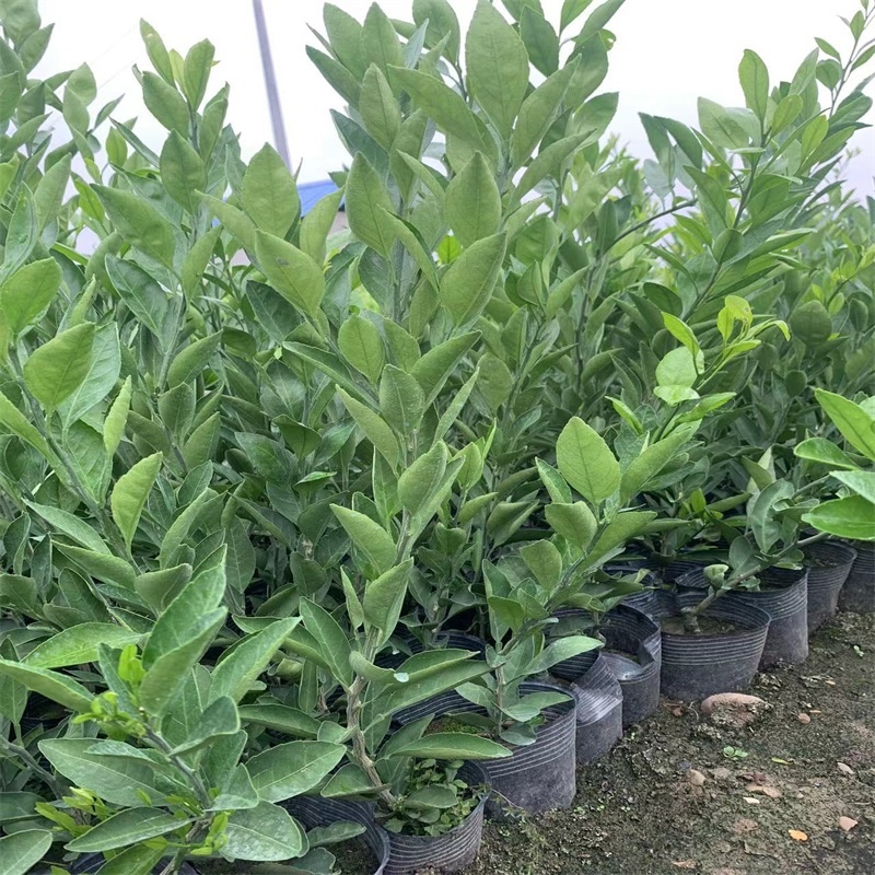 早熟蜜桔苗嫁接蜜桔树苗大芬一号柑橘树苗由良早熟柑橘苗