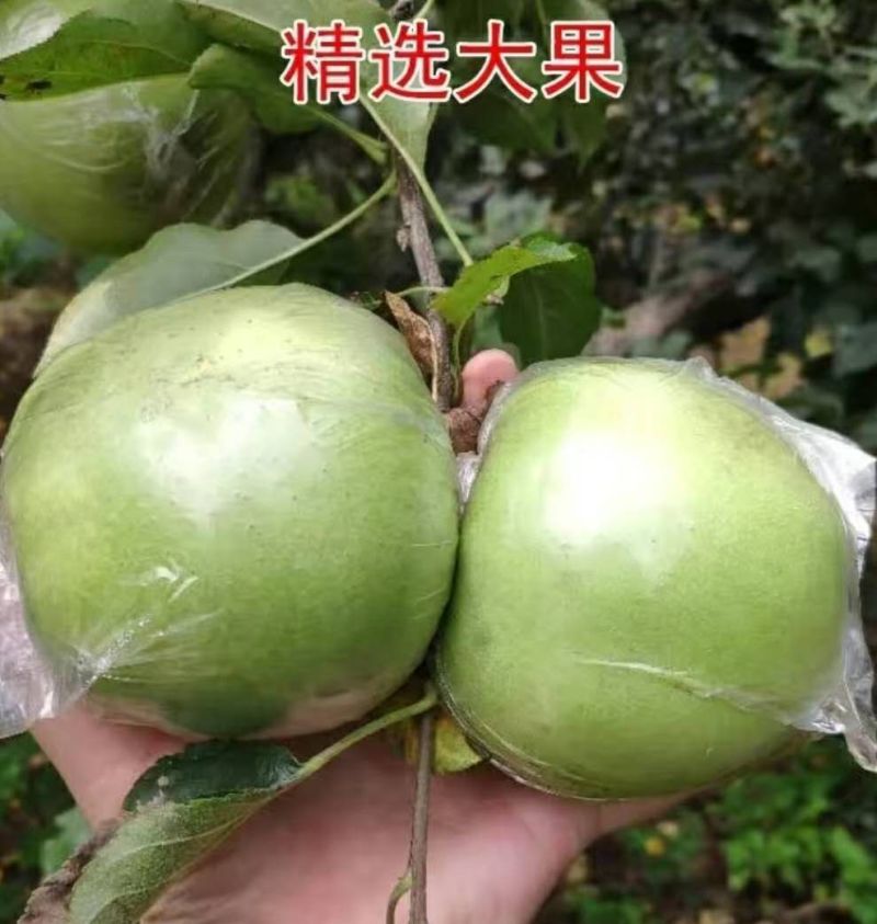 河北深州特产正宗王林苹果脆甜多汁精挑质量好货不等人
