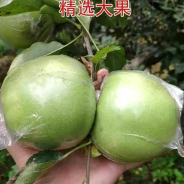 河北深州特产正宗王林苹果脆甜多汁精挑质量好货不等人
