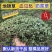 野生地锦草奶浆草当季新品干货量大从优深山野生农家自采