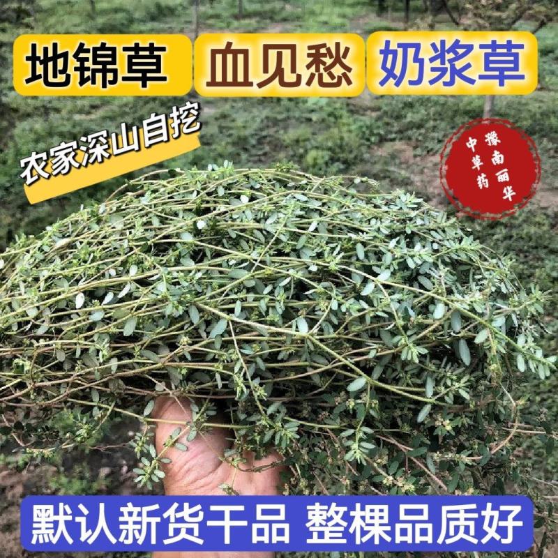 野生地锦草奶浆草当季新品干货量大从优深山野生农家自采