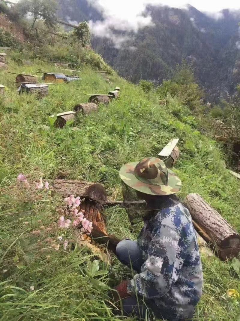 阿坝自己养殖正宗土蜂蜜一件代发，