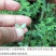 野生地锦草奶浆草当季新品干货量大从优深山野生农家自采