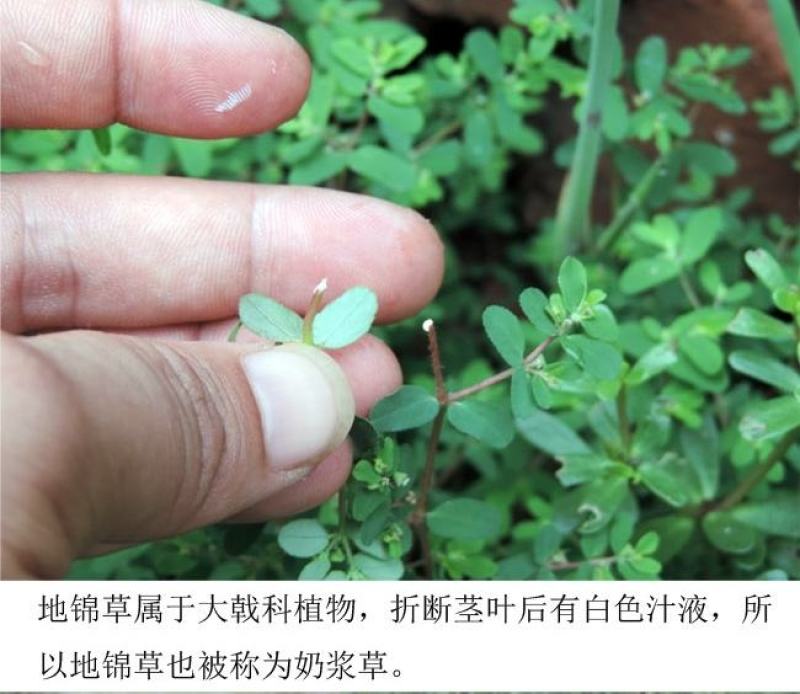 野生地锦草奶浆草当季新品干货量大从优深山野生农家自采