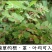 野生地锦草奶浆草当季新品干货量大从优深山野生农家自采